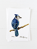 Watercolor Bird Series <br />
Art Cards