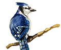 Blue Jay Study I <br /> Fine Art Print 