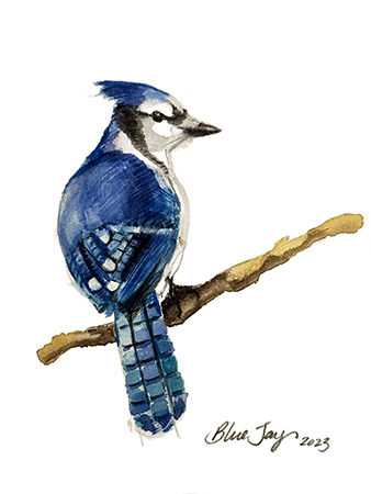 Blue Jay Study I  Fine Art Print 