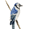 Blue Jay Study II <br /> Fine Art Print 