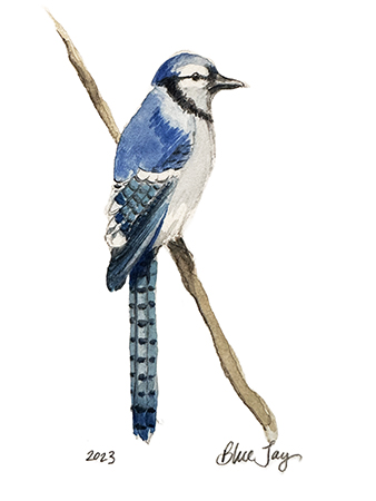 Blue Jay Study II  Fine Art Print 