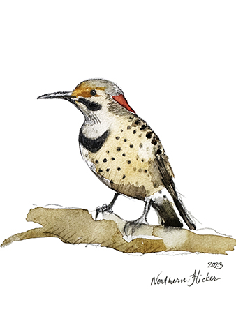 Flicker Study  Fine Art Print 