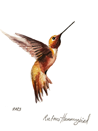 Hummingbird Study I  Fine Art Print 