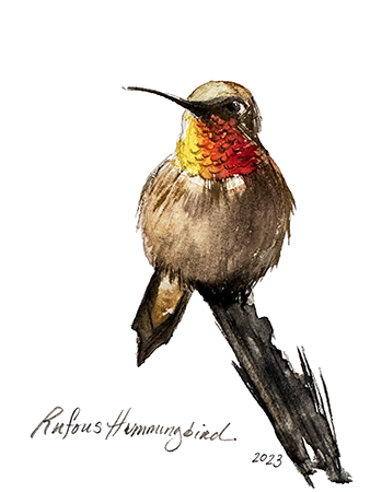 Hummingbird Study II  Fine Art Print 